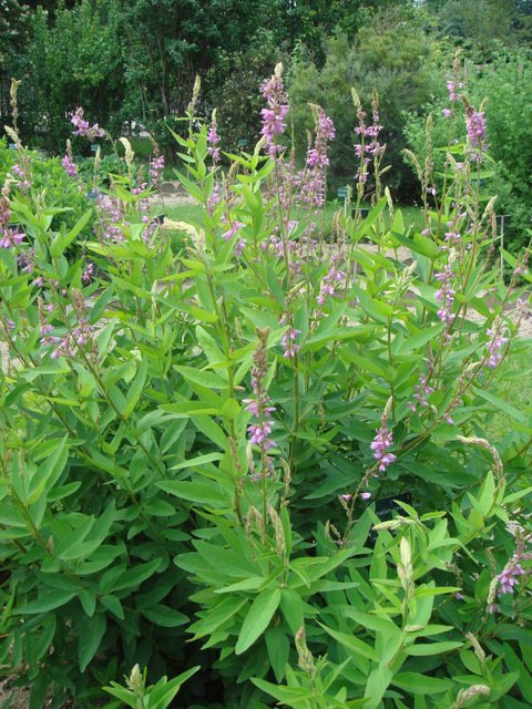 Desmodium canadense